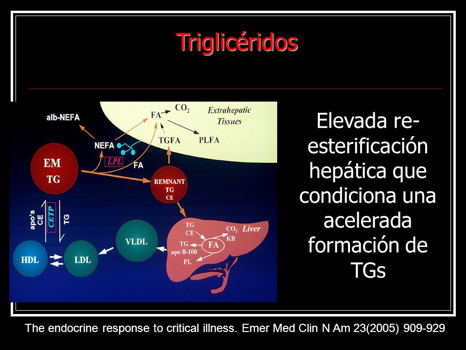Triglicéridos Elevada re-esterificación hepática que condiciona una acelerada formación de TGs.