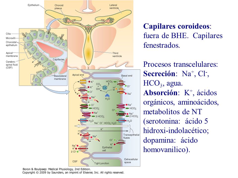 Capilares coroideos: fuera de BHE. Capilares fenestrados.