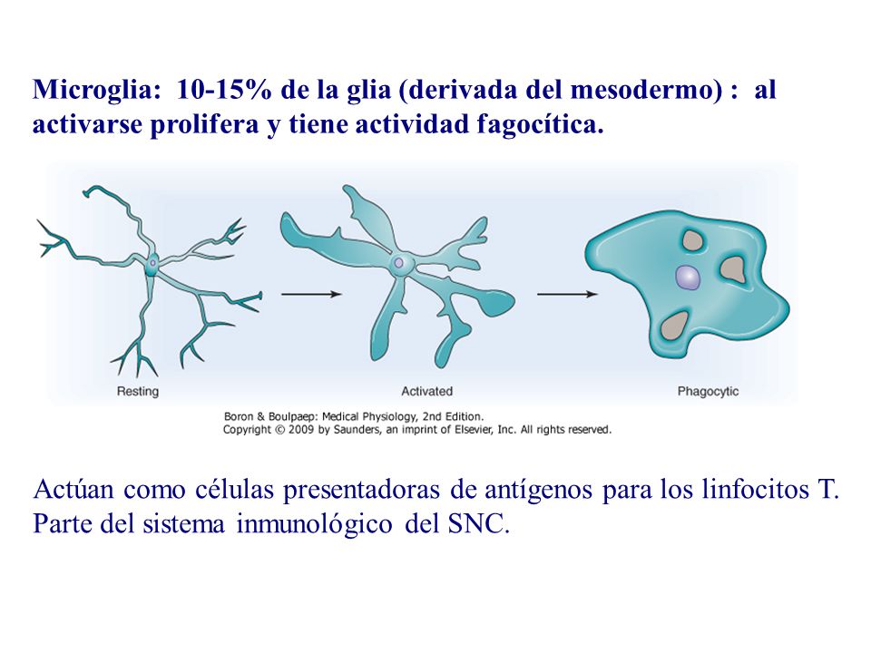 Microglia: 10-15% de la glia (derivada del mesodermo) : al activarse prolifera y tiene actividad fagocítica.