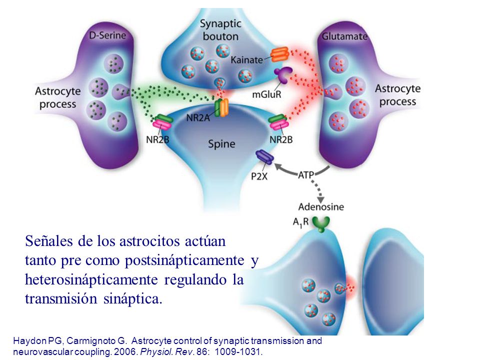 Señales de los astrocitos actúan tanto pre como postsinápticamente y heterosinápticamente regulando la transmisión sináptica.