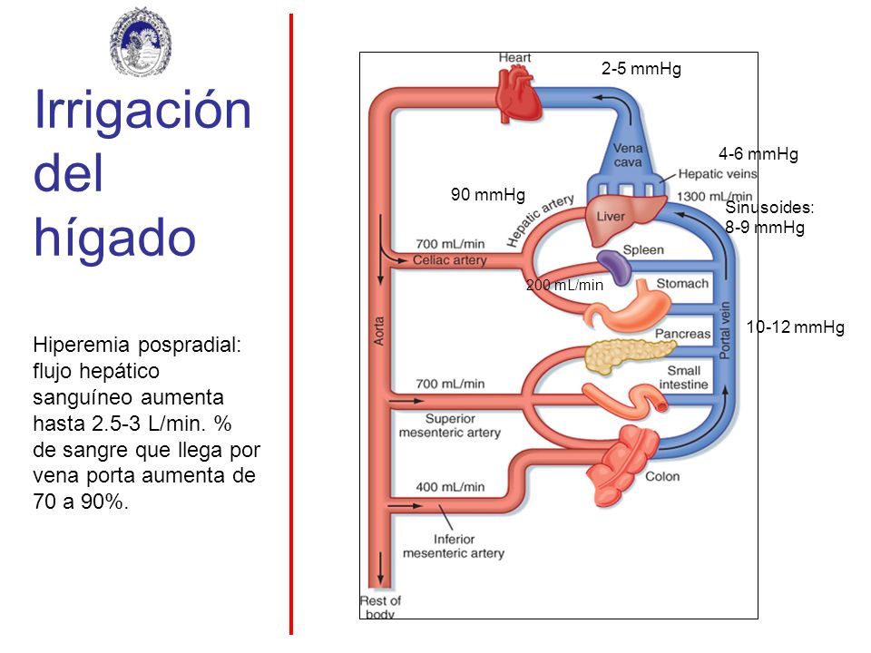 Irrigación del hígado mmHg. 4-6 mmHg. Sinusoides: 8-9 mmHg. 2-5 mmHg. 90 mmHg. 200 mL/min.