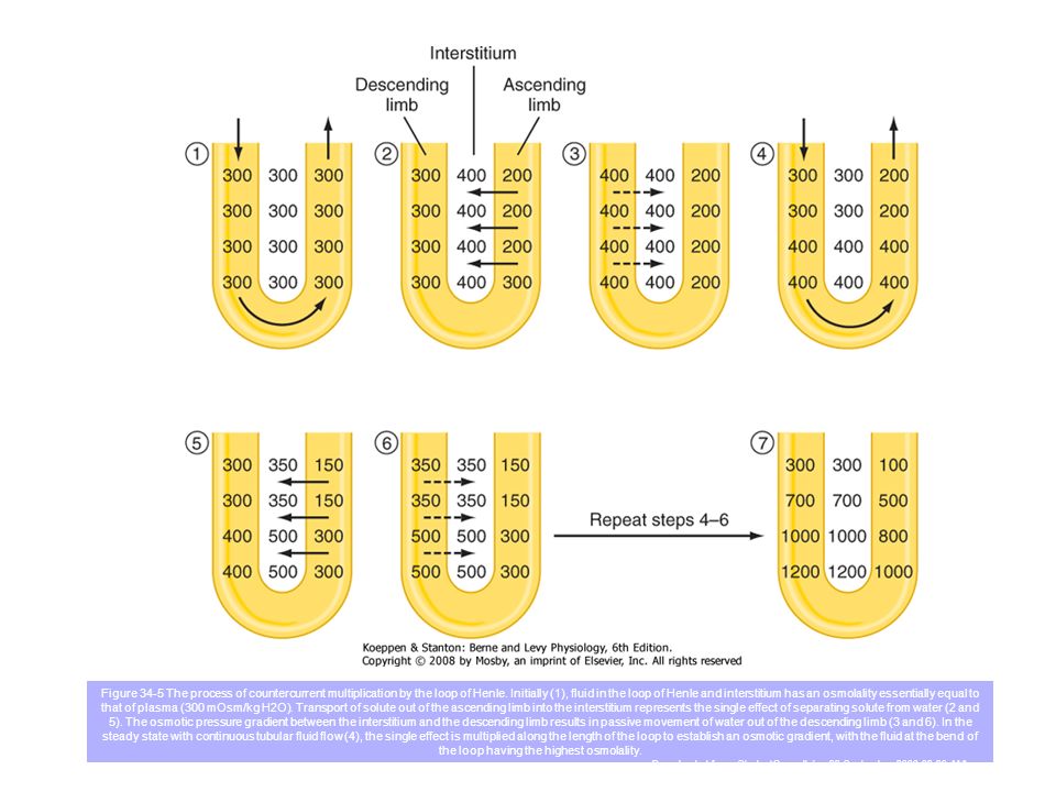 Figure 34-5 The process of countercurrent multiplication by the loop of Henle. Initially (1), fluid in the loop of Henle and interstitium has an osmolality essentially equal to that of plasma (300 mOsm/kg H2O). Transport of solute out of the ascending limb into the interstitium represents the single effect of separating solute from water (2 and 5). The osmotic pressure gradient between the interstitium and the descending limb results in passive movement of water out of the descending limb (3 and 6). In the steady state with continuous tubular fluid flow (4), the single effect is multiplied along the length of the loop to establish an osmotic gradient, with the fluid at the bend of the loop having the highest osmolality.