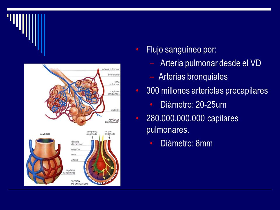 Flujo sanguíneo por: Arteria pulmonar desde el VD. Arterias bronquiales. 300 millones arteriolas precapilares.
