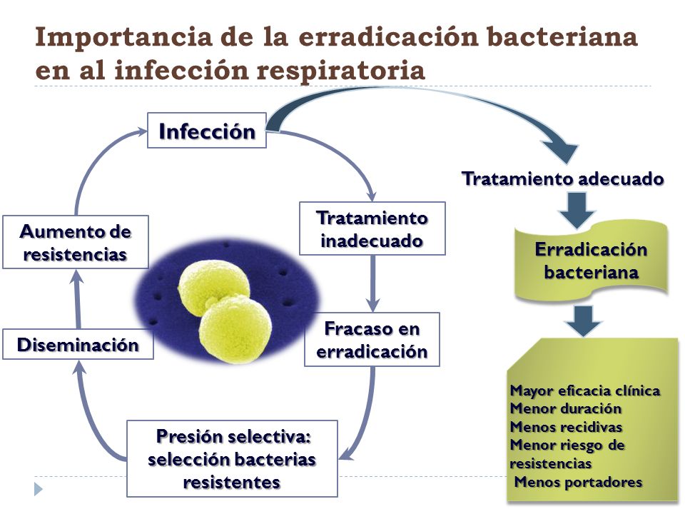 Importancia de la erradicación bacteriana en al infección respiratoria
