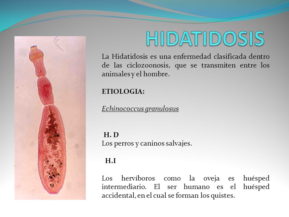 HIDATIDOSIS La Hidatidosis es una enfermedad clasificada dentro de las ciclozoonosis, que se transmiten entre los animales y el hombre.
