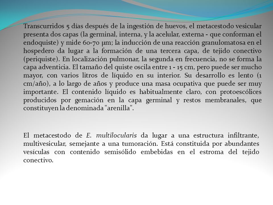 Transcurridos 5 días después de la ingestión de huevos, el metacestodo vesicular presenta dos capas (la germinal, interna, y la acelular, externa - que conforman el endoquiste) y mide µm; la inducción de una reacción granulomatosa en el hospedero da lugar a la formación de una tercera capa, de tejido conectivo (periquiste). En localización pulmonar, la segunda en frecuencia, no se forma la capa adventicia. El tamaño del quiste oscila entre cm, pero puede ser mucho mayor, con varios litros de líquido en su interior. Su desarrollo es lento (1 cm/año), a lo largo de años y produce una masa ocupativa que puede ser muy importante. El contenido líquido es habitualmente claro, con protoescólices producidos por gemación en la capa germinal y restos membranales, que constituyen la denominada arenilla .