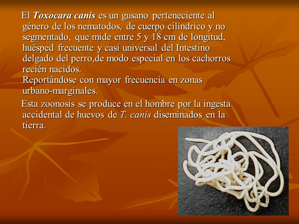 El Toxocara canis es un gusano perteneciente al género de los nematodos, de cuerpo cilíndrico y no segmentado, que mide entre 5 y 18 cm de longitud, huésped frecuente y casi universal del Intestino delgado del perro,de modo especial en los cachorros recién nacidos. Reportándose con mayor frecuencia en zonas urbano-marginales.