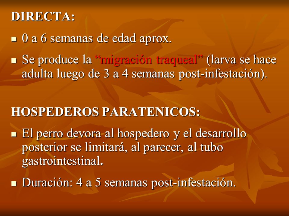 DIRECTA: 0 a 6 semanas de edad aprox. Se produce la migración traqueal (larva se hace adulta luego de 3 a 4 semanas post-infestación).