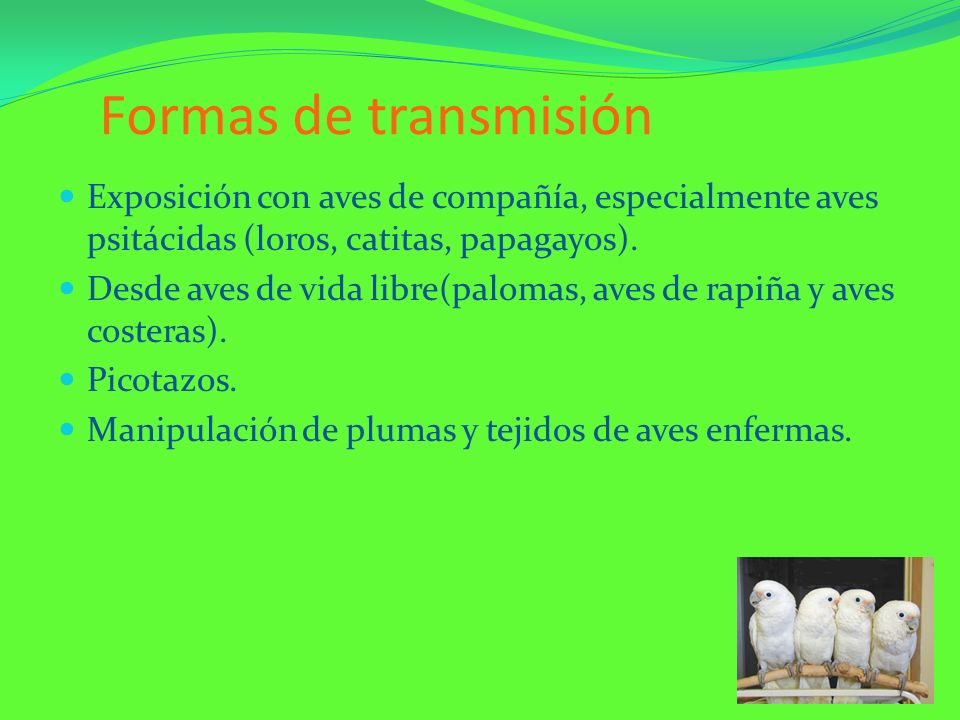 Formas de transmisión Exposición con aves de compañía, especialmente aves psitácidas (loros, catitas, papagayos).