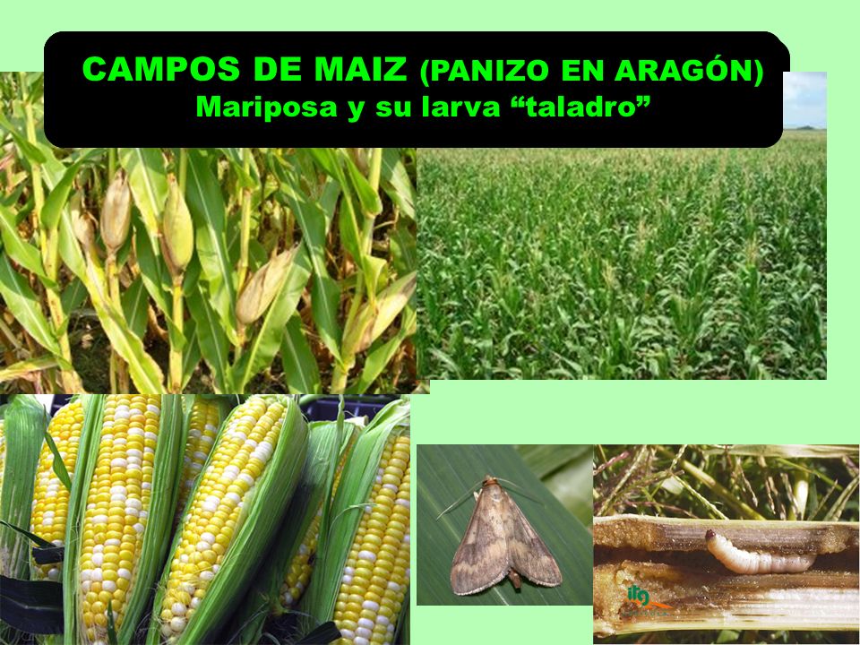 CAMPOS DE MAIZ (PANIZO EN ARAGÓN) CAMPOS DE MAIZ (PANIZO EN ARAGÓN)