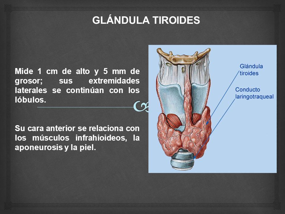 GLÁNDULA TIROIDES Mide 1 cm de alto y 5 mm de grosor; sus extremidades laterales se continúan con los lóbulos.