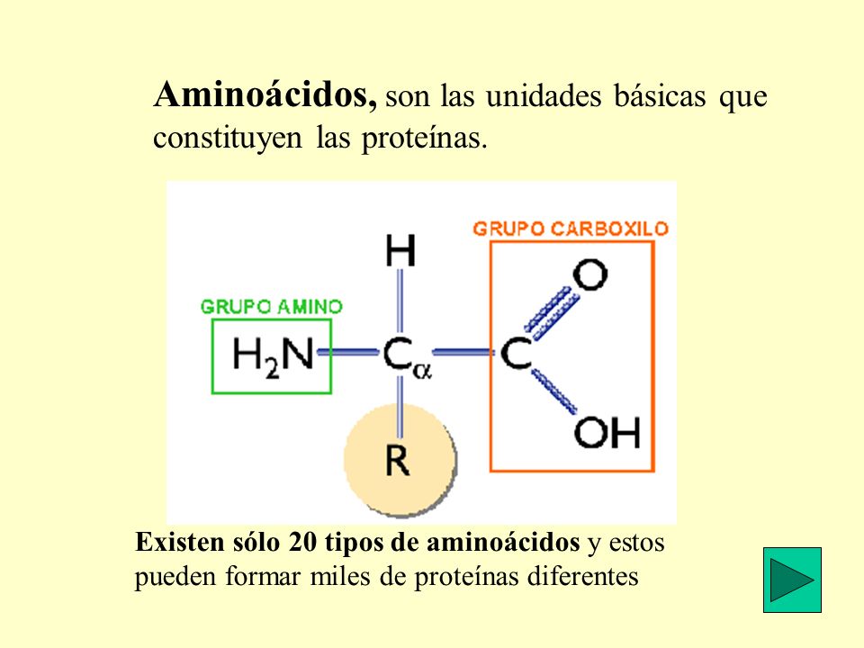 Aminoácidos, son las unidades básicas que constituyen las proteínas.