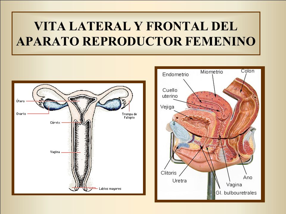 VITA LATERAL Y FRONTAL DEL APARATO REPRODUCTOR FEMENINO