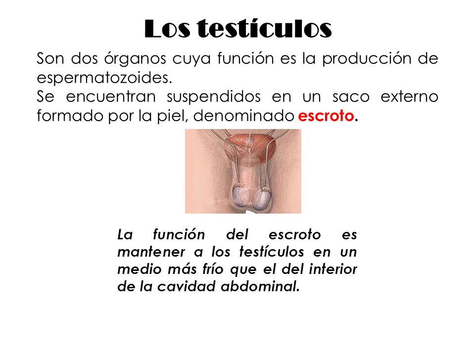 Los testículos Son dos órganos cuya función es la producción de espermatozoides.