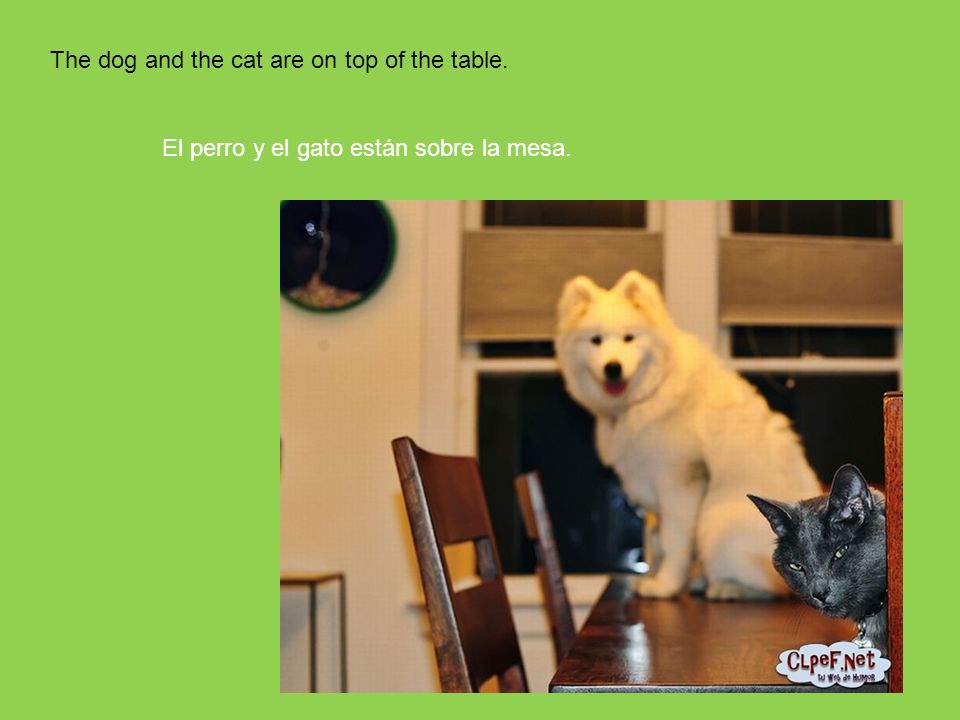 The dog and the cat are on top of the table.