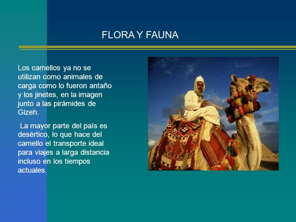 FLORA Y FAUNA Los camellos ya no se utilizan como animales de carga como lo fueron antaño y los jinetes, en la imagen junto a las pirámides de Gizeh.
