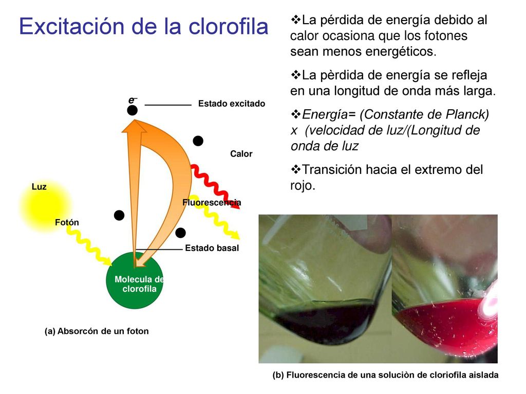 Excitación de la clorofila