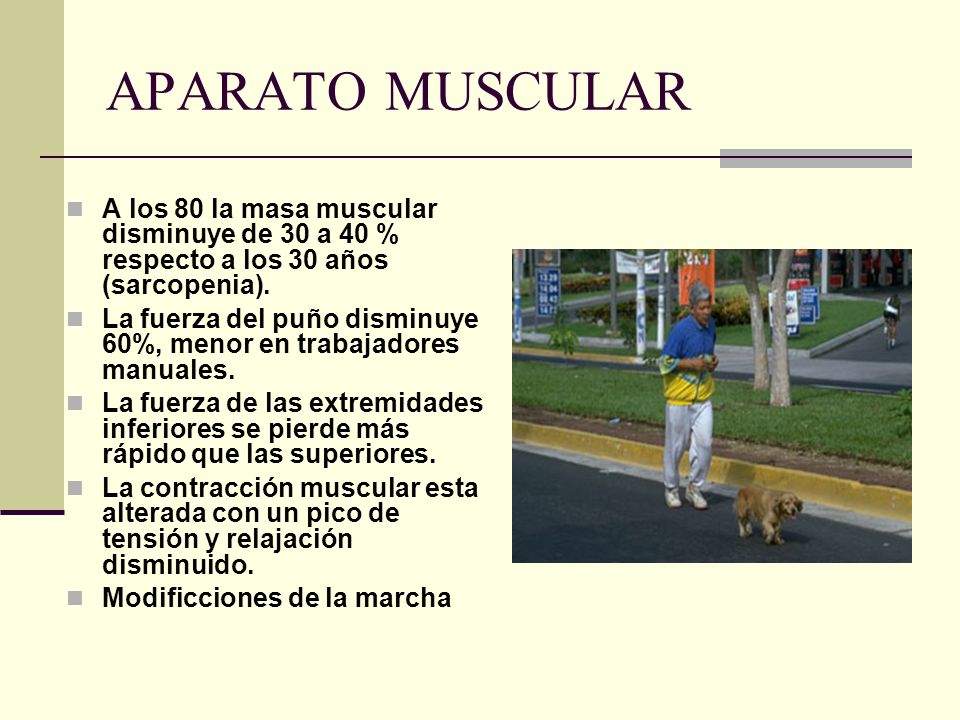 APARATO MUSCULAR A los 80 la masa muscular disminuye de 30 a 40 % respecto a los 30 años (sarcopenia).