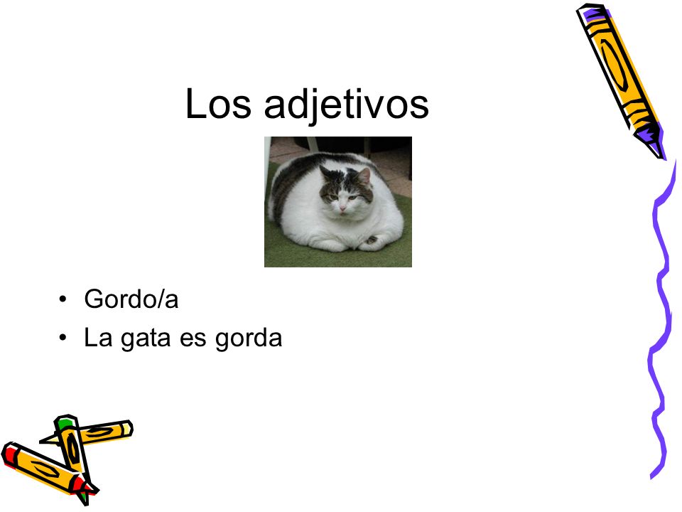 Los adjetivos Gordo/a La gata es gorda