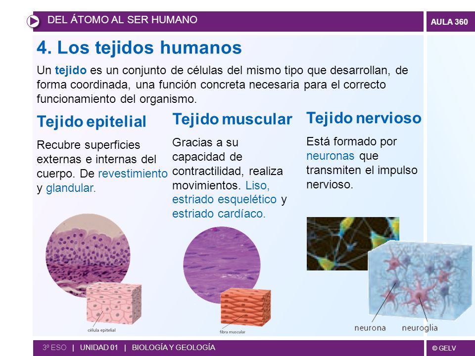 4. Los tejidos humanos Tejido muscular Tejido nervioso
