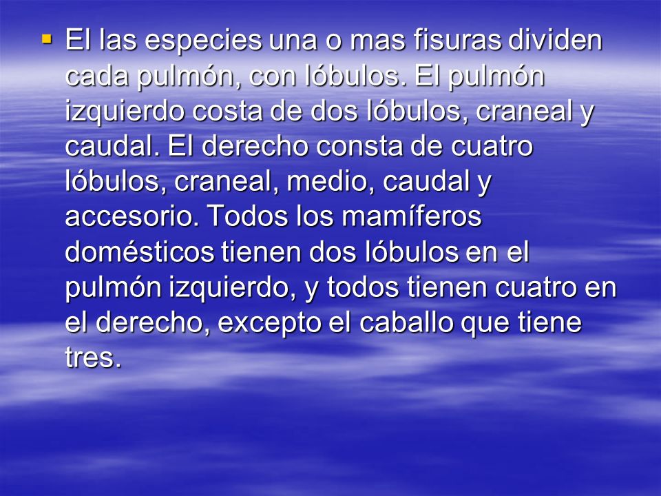 El las especies una o mas fisuras dividen cada pulmón, con lóbulos