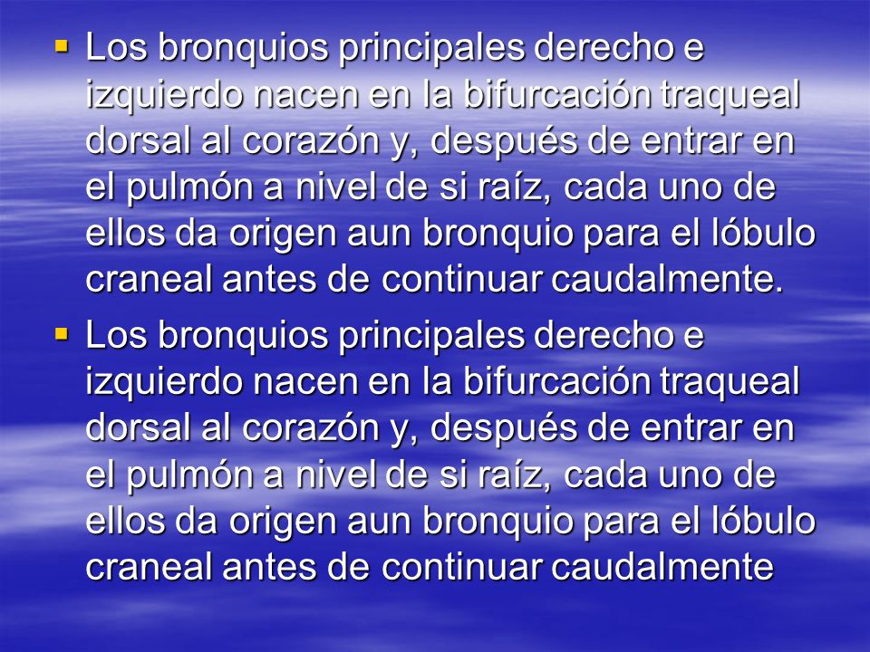 Los bronquios principales derecho e izquierdo nacen en la bifurcación traqueal dorsal al corazón y, después de entrar en el pulmón a nivel de si raíz, cada uno de ellos da origen aun bronquio para el lóbulo craneal antes de continuar caudalmente.