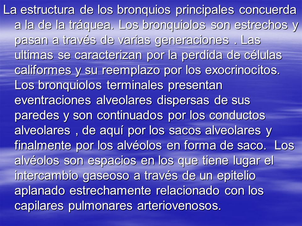 La estructura de los bronquios principales concuerda a la de la tráquea.