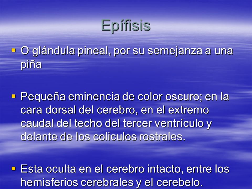 Epífisis O glándula pineal, por su semejanza a una piña