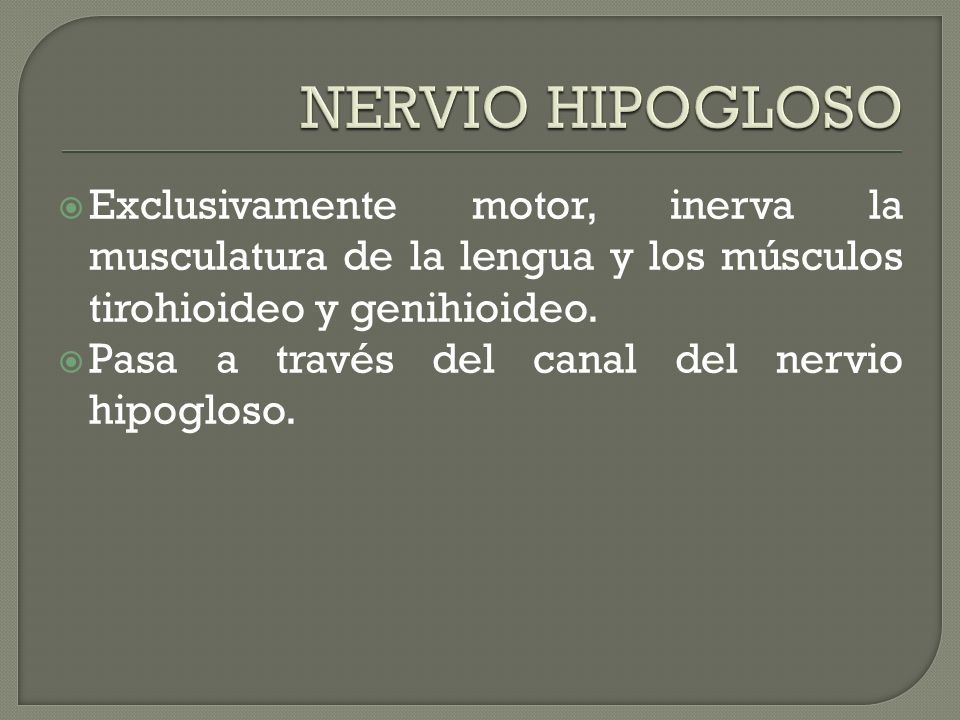 NERVIO HIPOGLOSO Exclusivamente motor, inerva la musculatura de la lengua y los músculos tirohioideo y genihioideo.