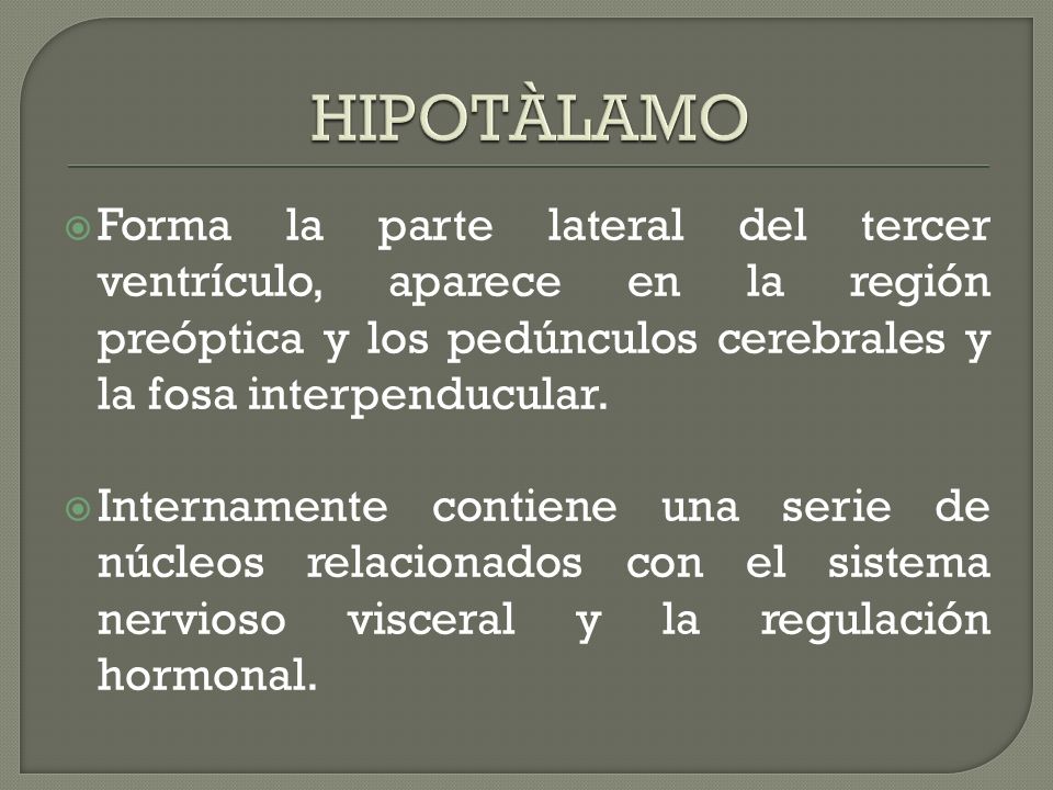 HIPOTÀLAMO Forma la parte lateral del tercer ventrículo, aparece en la región preóptica y los pedúnculos cerebrales y la fosa interpenducular.