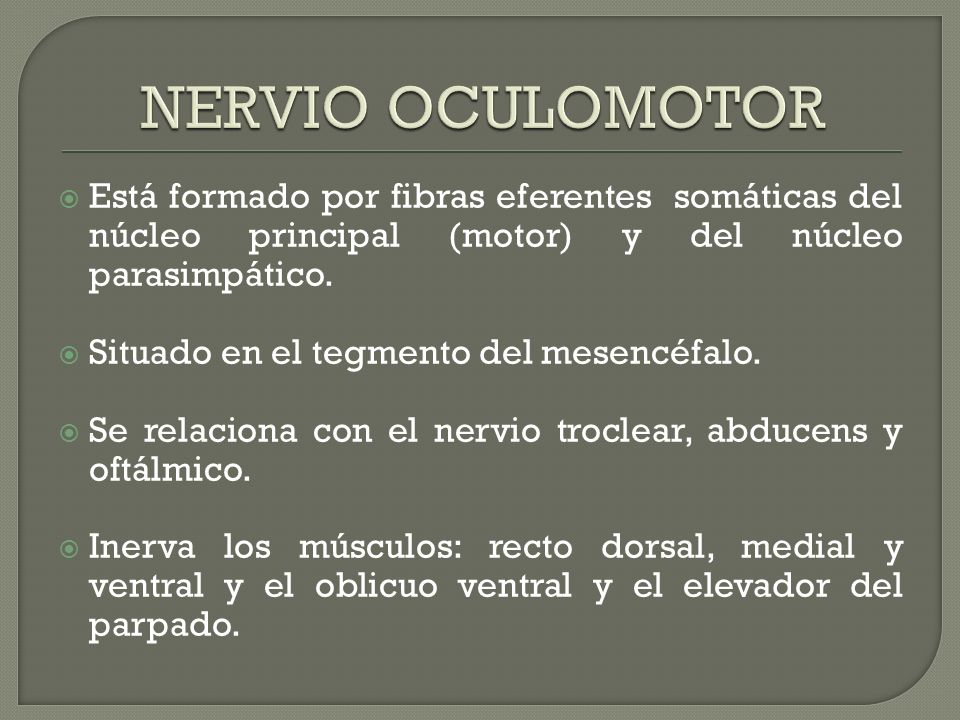NERVIO OCULOMOTOR Está formado por fibras eferentes somáticas del núcleo principal (motor) y del núcleo parasimpático.
