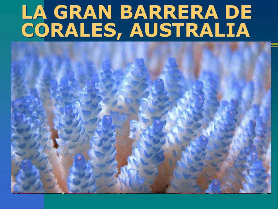 LA GRAN BARRERA DE CORALES, AUSTRALIA