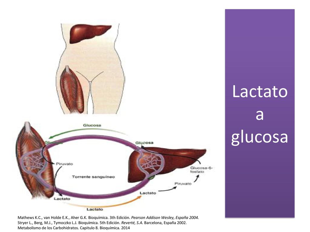 Lactato a glucosa Mathews K.C., van Holde E.K., Aher G.K. Bioquímica. 3th Edición. Pearson Addison Wesley, España