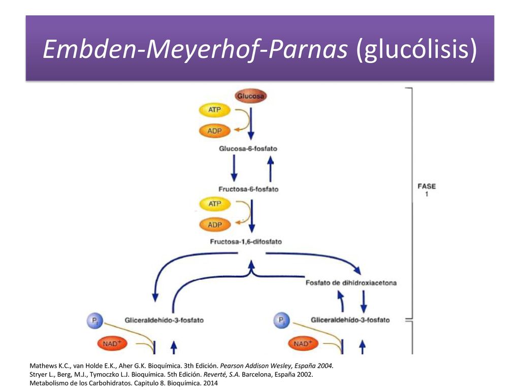 Embden-Meyerhof-Parnas (glucólisis)
