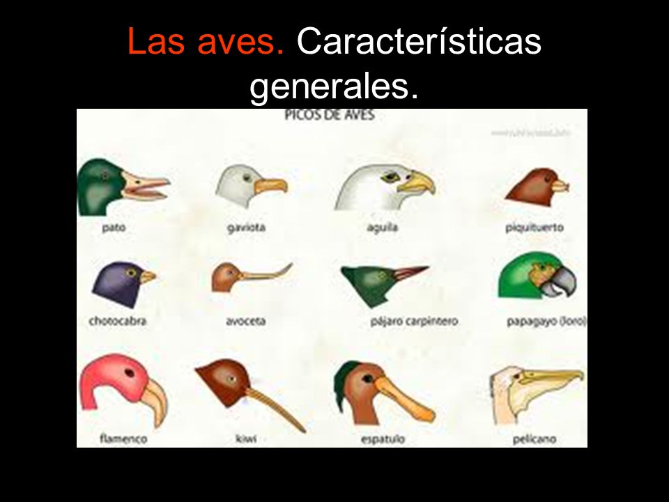 Las aves. Características generales.