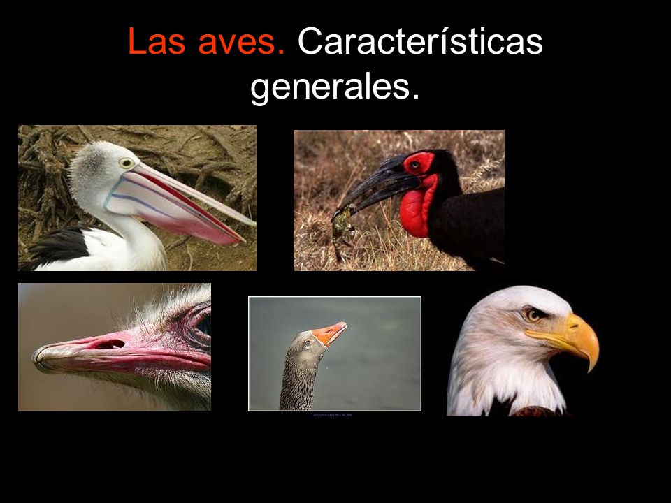 Las aves. Características generales.