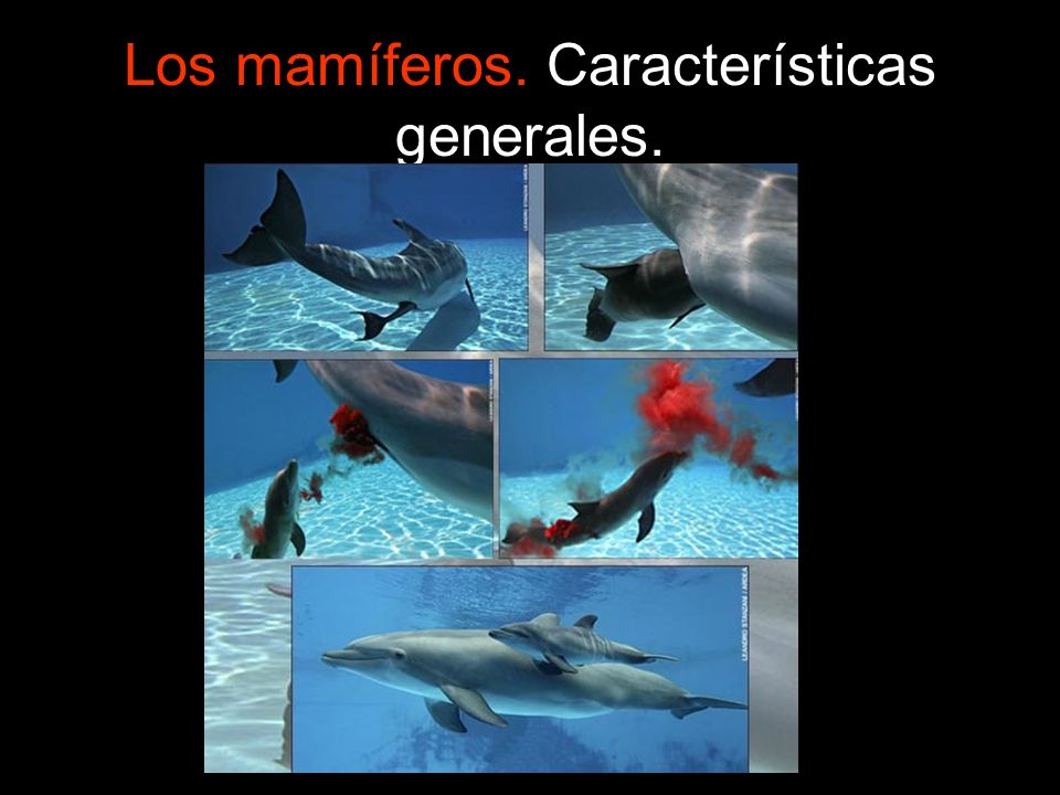 Los mamíferos. Características generales.