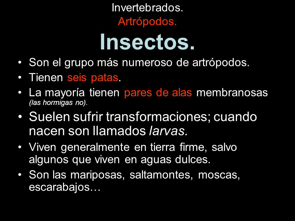 Invertebrados. Artrópodos. Insectos.