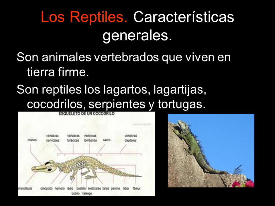 Los Reptiles. Características generales.