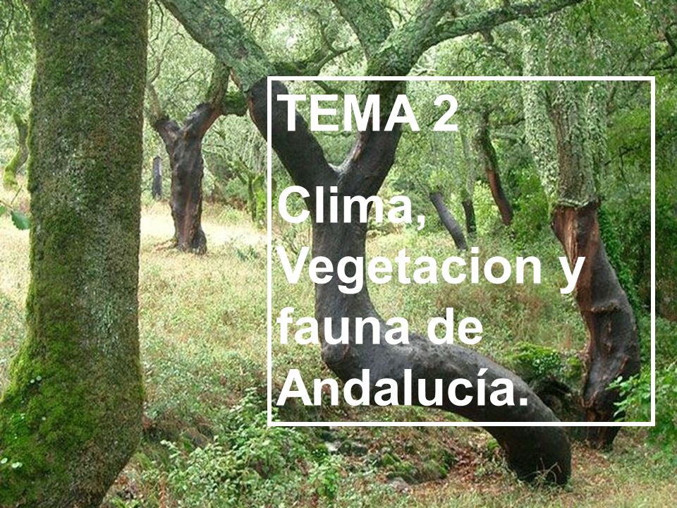 TEMA 2 Clima, Vegetacion y fauna de Andalucía.