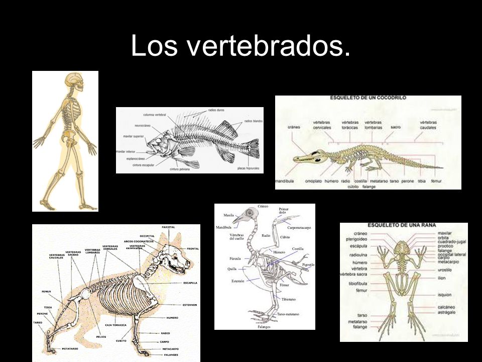 Los vertebrados.