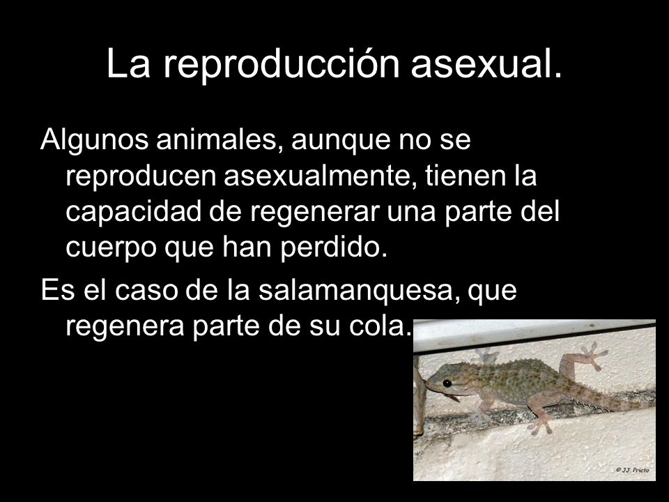 La reproducción asexual.
