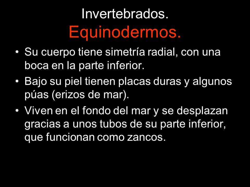 Invertebrados. Equinodermos.