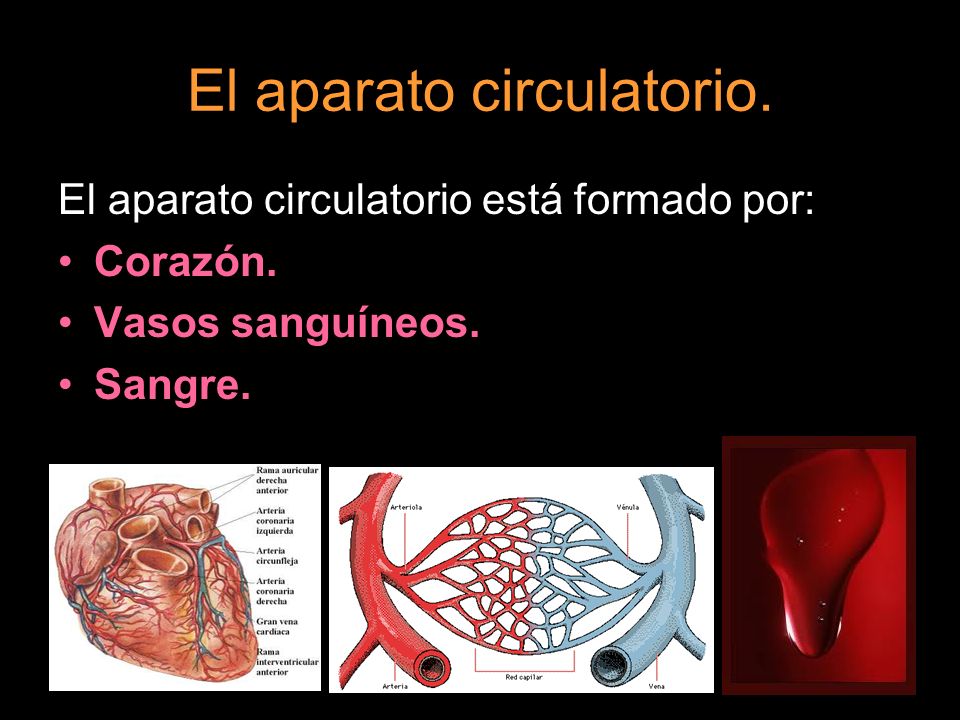 El aparato circulatorio.
