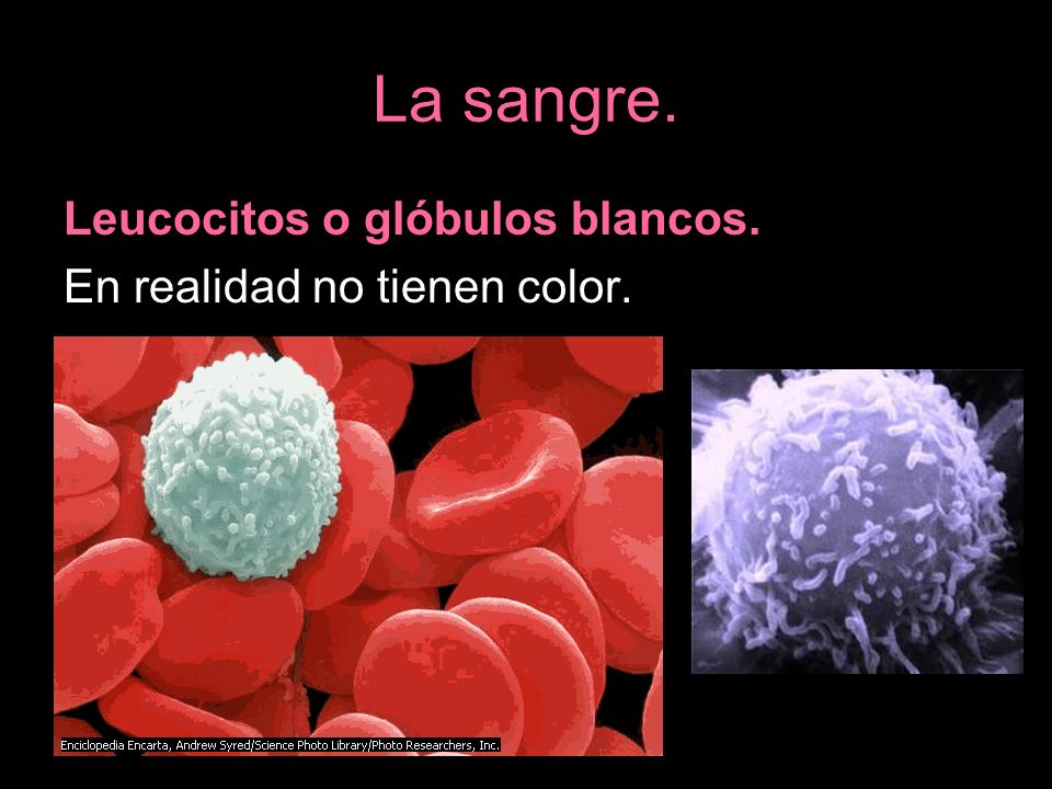 La sangre. Leucocitos o glóbulos blancos. En realidad no tienen color.
