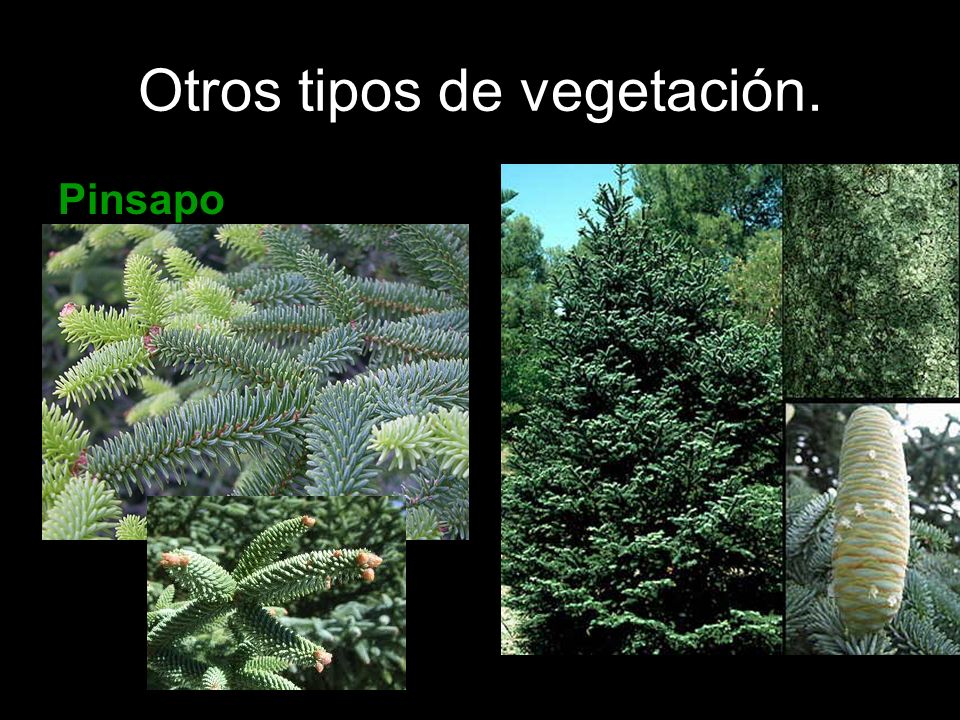 Otros tipos de vegetación.