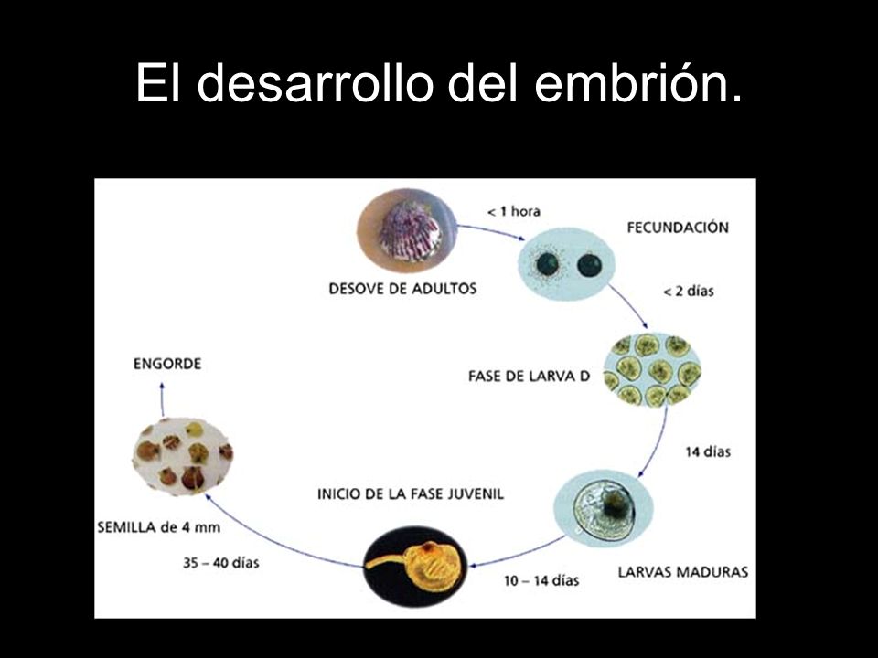 El desarrollo del embrión.