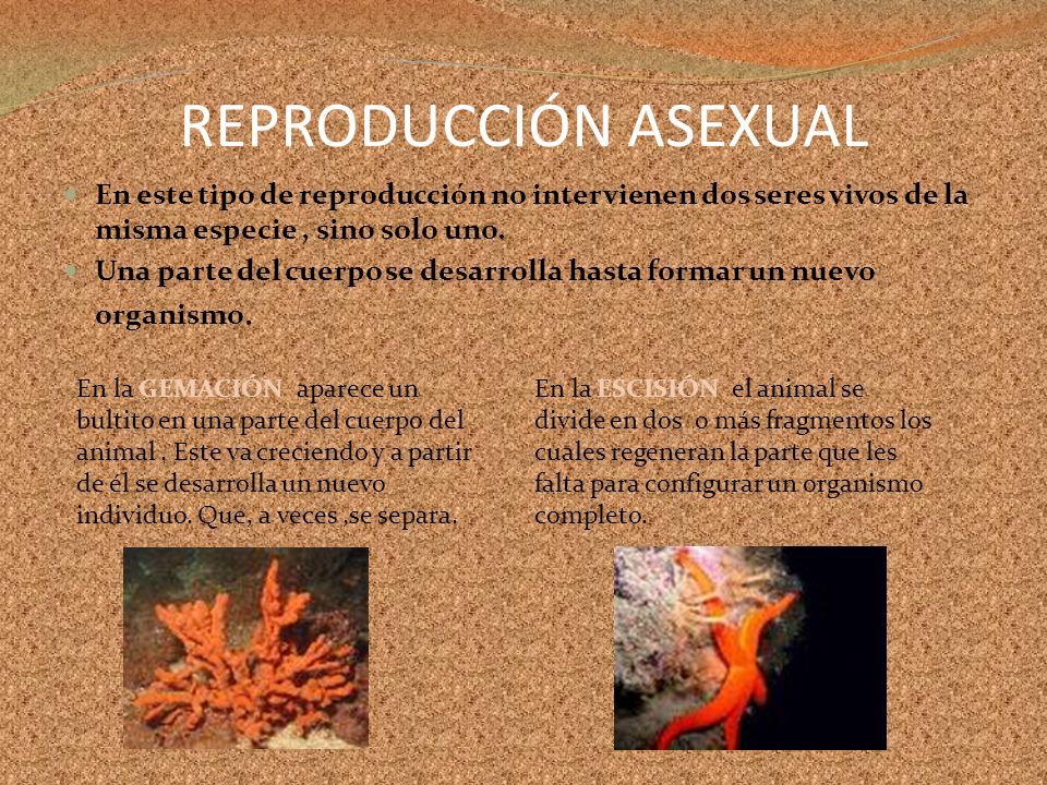 REPRODUCCIÓN ASEXUAL En este tipo de reproducción no intervienen dos seres vivos de la misma especie , sino solo uno.