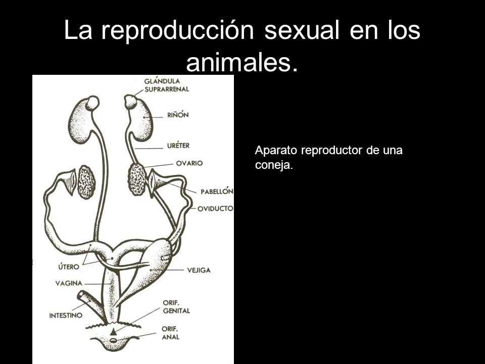 La reproducción sexual en los animales.