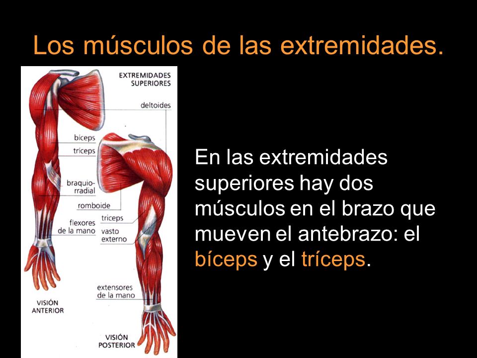 Los músculos de las extremidades.